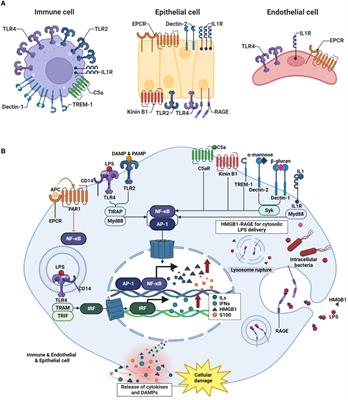 Enhancing acute inflammatory and sepsis treatment: superiority of membrane receptor blockade